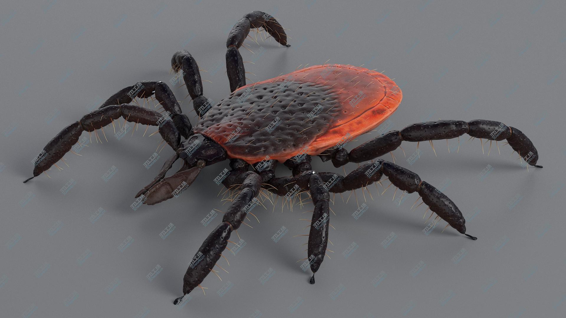 images/goods_img/2021040233/Realistic Tick model/1.jpg